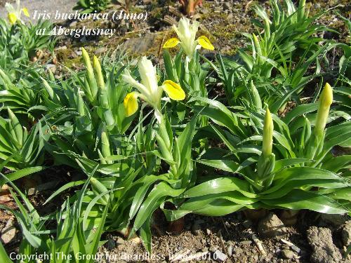 Iris bucharica at Aberglasney (6)